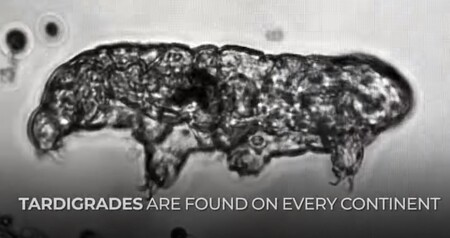 Bacterias Nasa