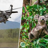 Australia ha ejecutado a 750 koalas con francotiradores subidos a helicópteros. Aunque no lo parezca, fue por su bien